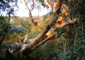 鎌倉市台風被害時の樹木倒木、伐採