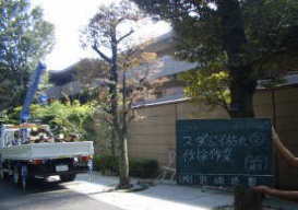 鎌倉市のマンション伐採工事